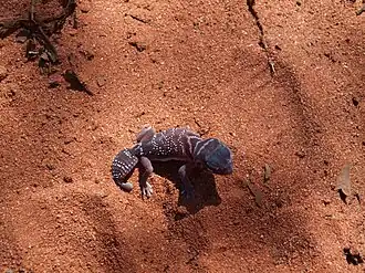 Dark phenotype of N. levis at Calperum, South Australia