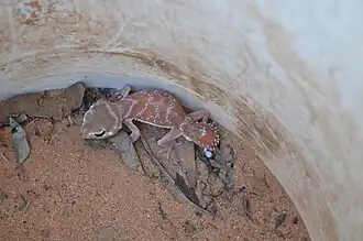 N. levis caught in a pitfall trap at Calperum, South Australia