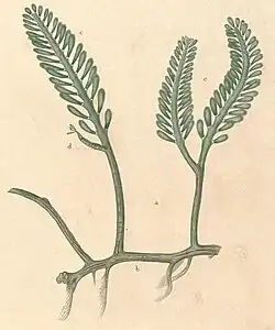 illustration of "Caulerpa corynephora"