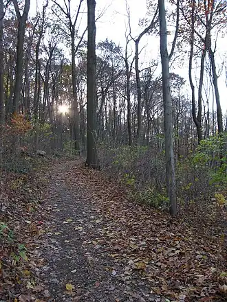 Trail