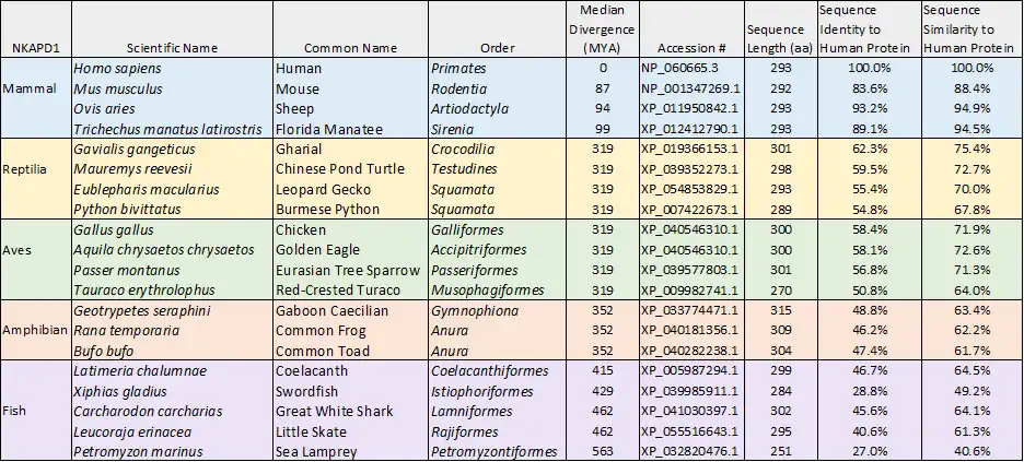 Table of strict and distant orthologs to the human NKAPD1 protein. Organized by median date of divergence and percent sequence identity to the human protein.