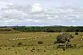 Tropical savanna climate in Los Llanos