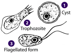 Stages of Naegleria sp. (Percolozoa: Heterolobosea)