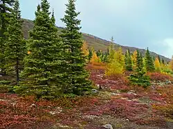 A hillside at Nain, east coast of the peninsula on a September 2008 autumn day