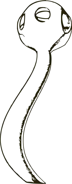 Reconstruction of Namacalathus hermanastes