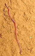 Namanereis canariarum is one of the multiple polychaete species which inhabit caves
