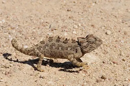 Image 4 Namaqua chameleon Photograph: Hans Stieglitz The Namaqua chameleon is a lizard found in the western desert regions of Namibia, South Africa, and southern Angola. This species, which can reach 25 centimetres (9.8&nbsp;in) in length, is common in the Namib Desert. It has evolved several adaptations which allow it to thrive in hot and arid areas, such as the ability to change color to control temperature. More selected pictures
