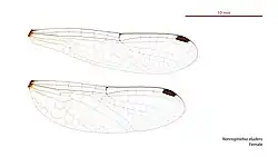 Female wings