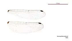 Male wings