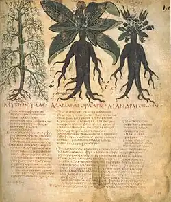 Image 34Mandrake (written 'ΜΑΝΔΡΑΓΟΡΑ' in Greek capitals). Naples Dioscurides, 7th century (from History of medicine)
