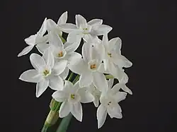 Narcissus papyraceus 'Paperwhite'