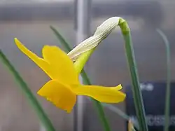 Flower of Narcissus cuatrecasasii