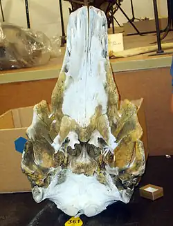Skull specimen at Zoological Museum, Copenhagen