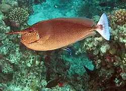 In the Maldives