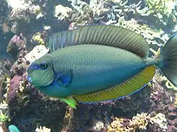 Bignose unicornfish, Naso vlamingii
