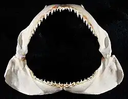 Jaws