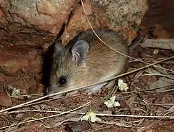 Brown mouse
