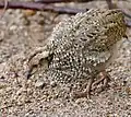 Juvenile bird at Pilanesberg
