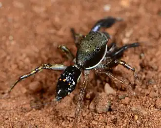 male N. chionogaster
