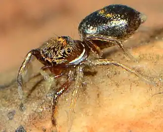 juvenile male N. horizontalis