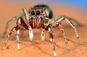 juvenile male N. horizontalis