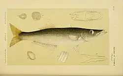 Long-finned Pike (Dinolestes lewini, syn. Lanioperca mordax).
