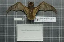 Preserved brown bat