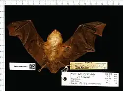 Brown bat