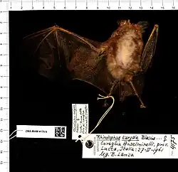 Brown bat