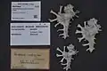 Museum specimens Homalocantha scorpio (Linnaeus, 1758)