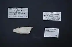 Sepiella cyanea shell at Zoölogisch Museum Amsterdam