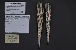 preserved shell