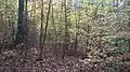 Autumn scene from a natural beech wood habitat in the forests.
