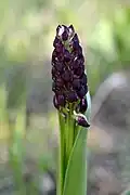 Budding