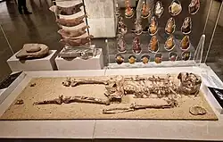 Image 18Nazlet Khater skeleton, Upper Paleolithic, 35,000 before present; National Museum of Egyptian Civilization, Cairo (from Prehistoric Egypt)