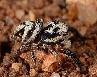 juvenile male