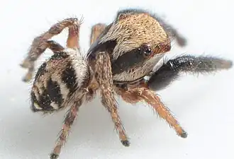 male