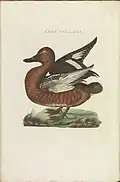 Aythya nyroca (male), referred to as Anas pullata, in Nederlandsche Vogelen, c. 1800