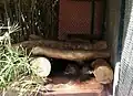 Nutria at NegevZoo