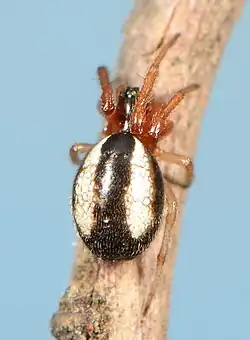 female