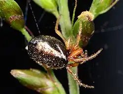 female