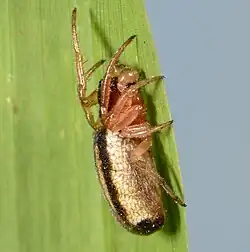 juvenile male