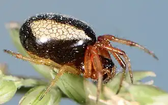 female