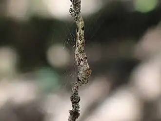 N. elongatus