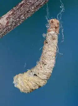 stone nest of N. tubicola