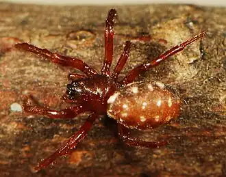 female