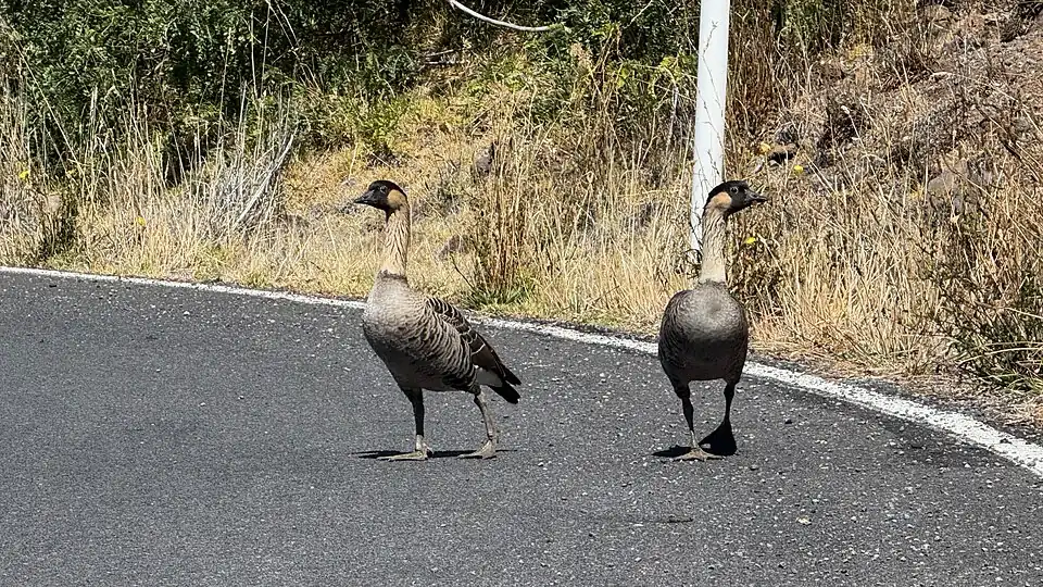 Adult nēnē wandering on the Haleakalā Highway