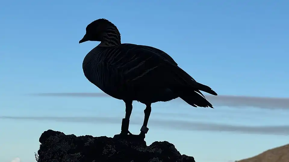Silhouette of an adult nēnē standing on ʻaʻā lava. Their webbed feet evolved for walking on lava