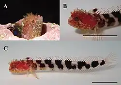 Neoclinus lacunicola, living condition, Ulleung Island, Korea.