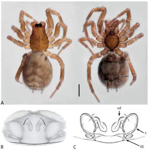 Diagnostic images of P. oyacachi